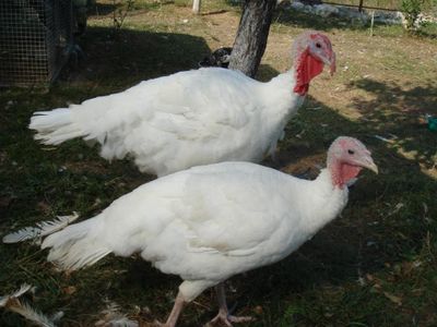 Курка ок хорози самец