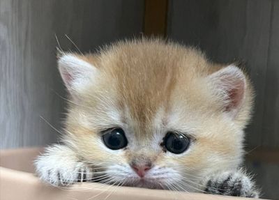Продается котят порода британцы