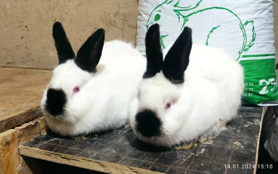 Кролики самцы Калифорнийской породы