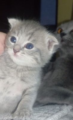 Скоттиш,фолд,страйт