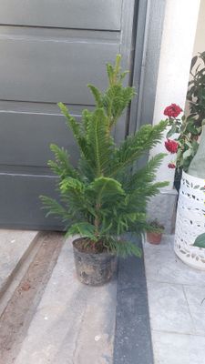 Арча араукария бойи 1м