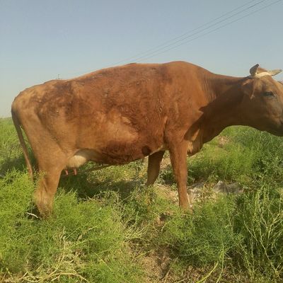 Ona bola sigir sotiladi