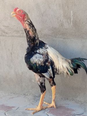 Koʻktoy sotiladi