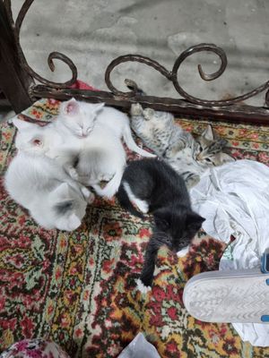 Котятя ищут дом и любящую семью!