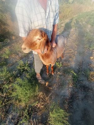 Зотдор кучкор сотилади. Гала осиёда. Хисори кучкор