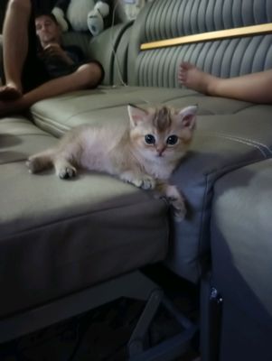 продаются котята британские шиншиллы