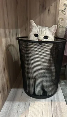 Mushuchala Srochna sotiladi