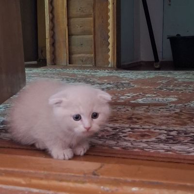 Котенок, мальчик британский веслоухий