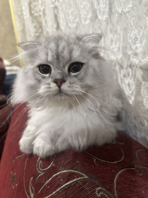 Продам кота 6 месяцев хайленд скотиш фолд.250$.привит