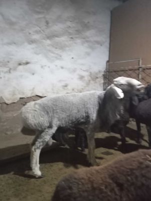 Qòchqor sotladi 4tish boqishgayam sòyiwga xam bòladi