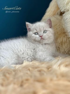 British shorthair-Британский котенок.