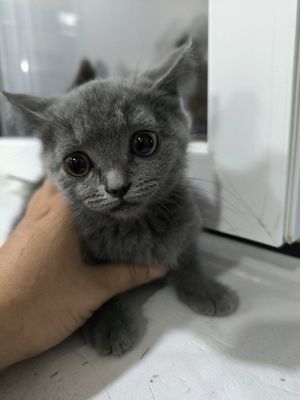 Мушукча, котенок