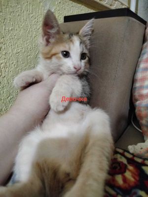 Котята очень милые и ласковые даром в добрые ручки