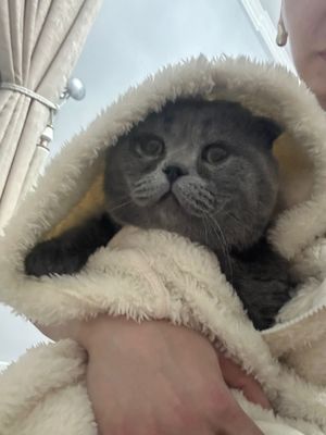 Продается Чистокровный Скотиш Фолд