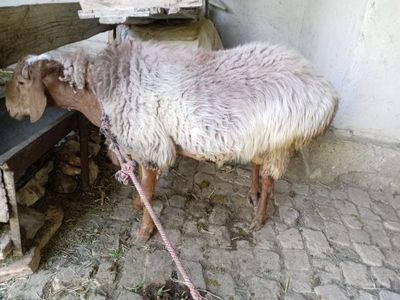 Qochqor tagal sotiladi