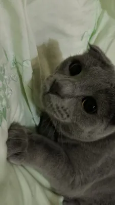 продается кот,.scottish fold