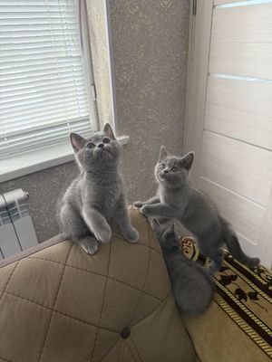 Продойотся чисткровние котята