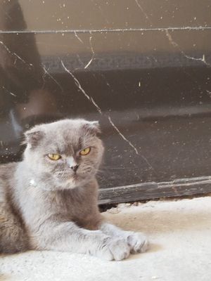 Порода: Скоттиш фолд