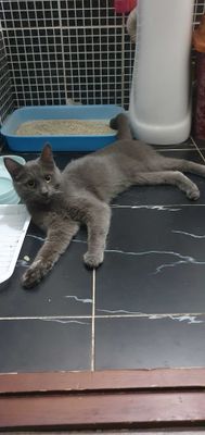 Кошка продаётся!