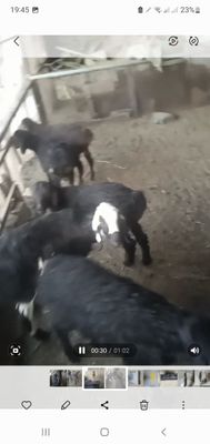 Куй кузила сотилади