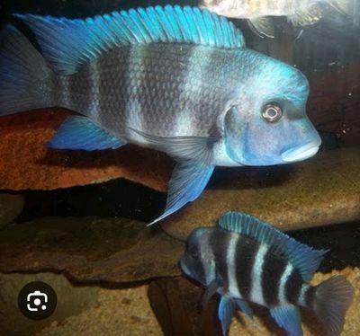 продам Cyphotilapia Gibberosa Blue Zaire Mpimbwe.