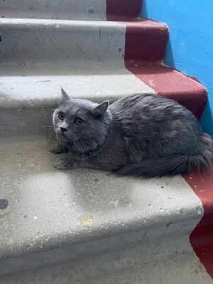 Мушук сотилади  сибирский