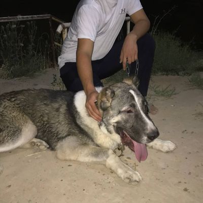 Alabay sotiladi 9 oyli