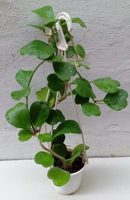 Хойя Керри («зеленое сердце» или «валентинка»). Экзотические цветы