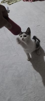 Uy mushuki zotdot top tozza pishak mushuk