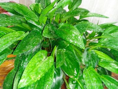 Drimiopsis Damashniy gul 4-5yilik chiroyli kotta