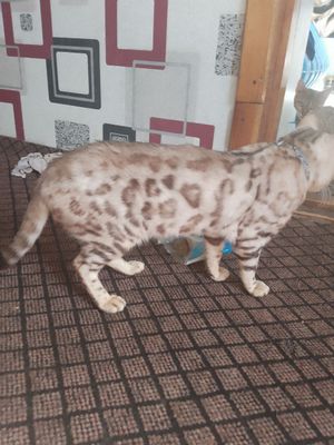 Zotdor Bengal mushukcha vzyaskaga