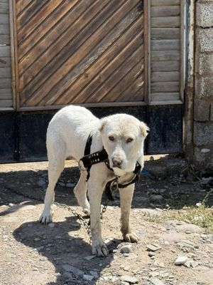 Алабай бокиш учун бервораман текинга.