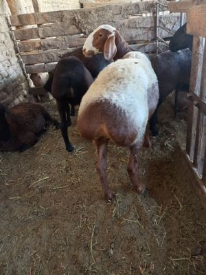 Qozi sovliq sotiladi 8 oyli bog'oz