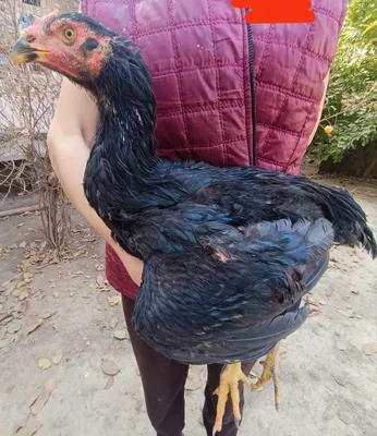 Кулянги Хорозлар