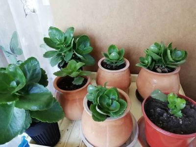 Каланхое цветущий распродажа, дешево