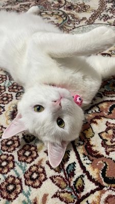 Кот турецкая ангорка