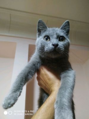 galandskiy mishq 55 kunli
