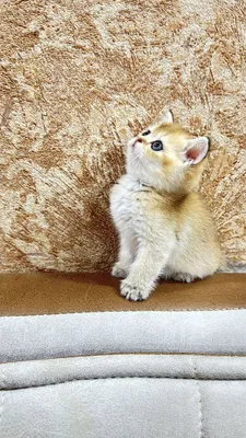 Продается девочка,ny12 золото британская шиншилла