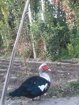 Indoutka o'rdaklar sotiladi