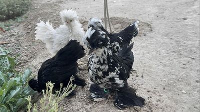 Kareyskiy yapon jojala sotiladi