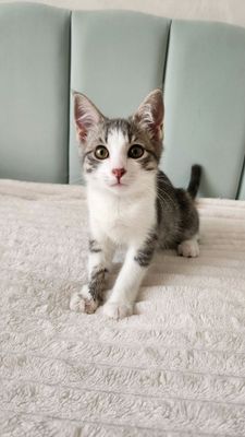 Отдам котёнка в хорошие руки, мальчик 2,5мес.
