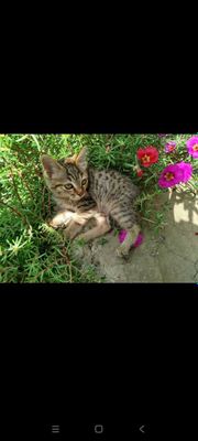 Отдаю котенка в добрые руки