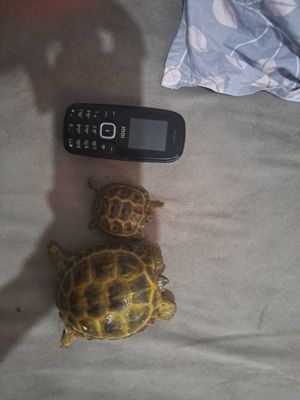 Toshbaqa черепаха скидкада