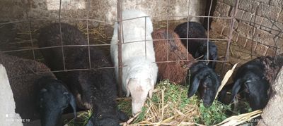 Qo'y qo'chqorlar sotiladi, Куй кучкорлар сотилади qoy, qochqor