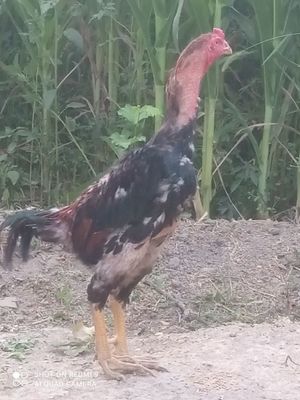 Dakan Xoʻroz sotiladi narhi 500 000 sum