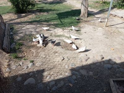 Sotiladi xamas Toshkent shahar Bektemir tumani xamas uchib oʻyinlar bo