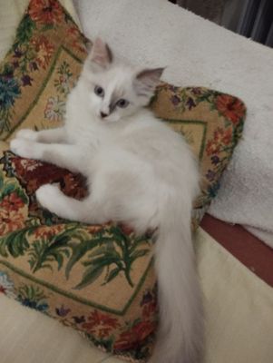 Котята породистые