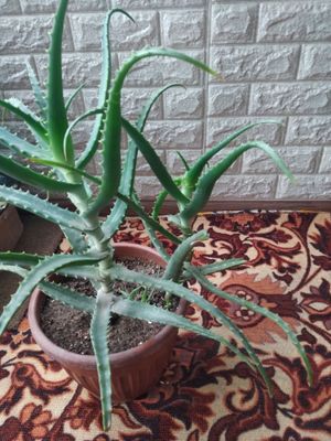 Oddiy Aloe sotiladi