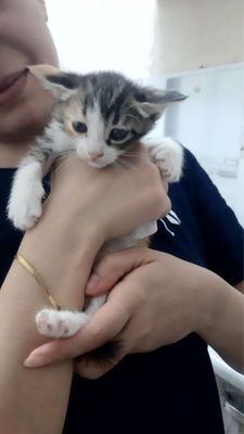 Продаються котята в добрые руки котята 1,5 месяц