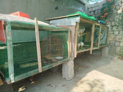 Katak va ichidagi jo‘jalari bilan
